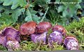 Cortinarius purpurascens-amf674